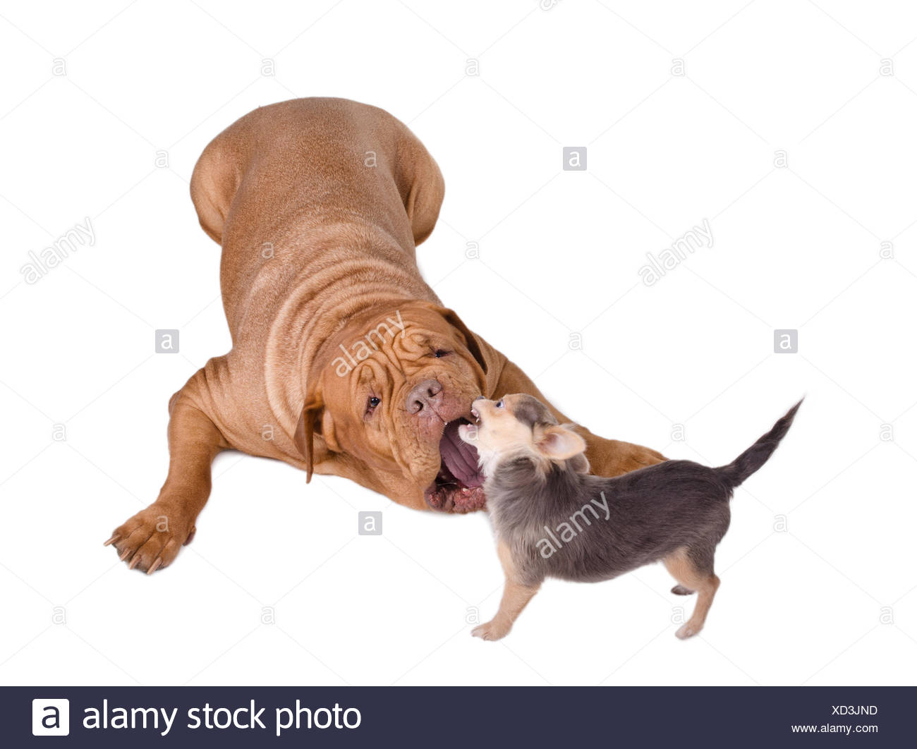 Sleepy Cute Short Hair Chihuahua Stock Photos Sleepy Cute Short