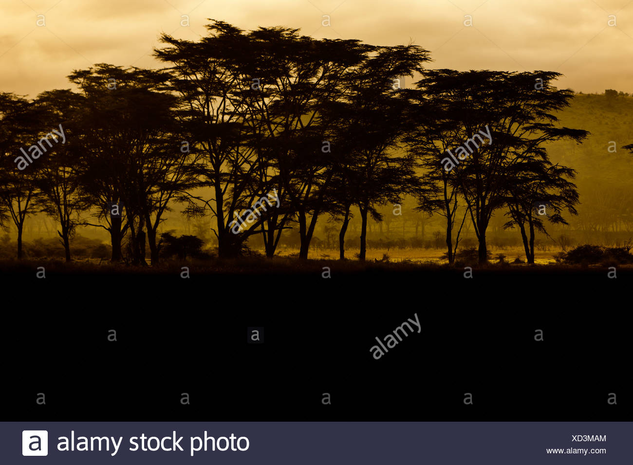Umbrella Tree And Landscape Kenya High Resolution Stock Photography and
