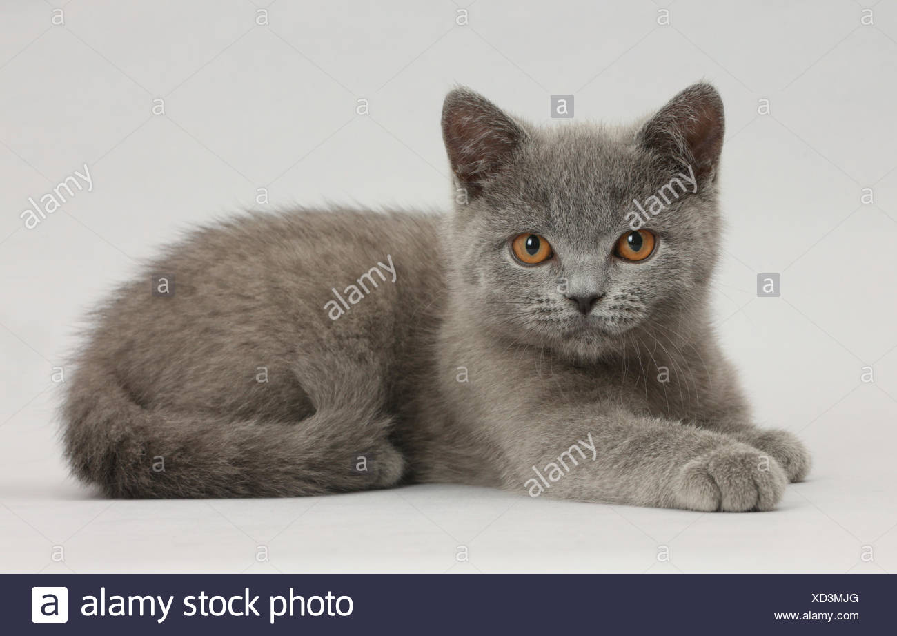 Blue British Shorthair Kitten On Grey Background Stock Photo