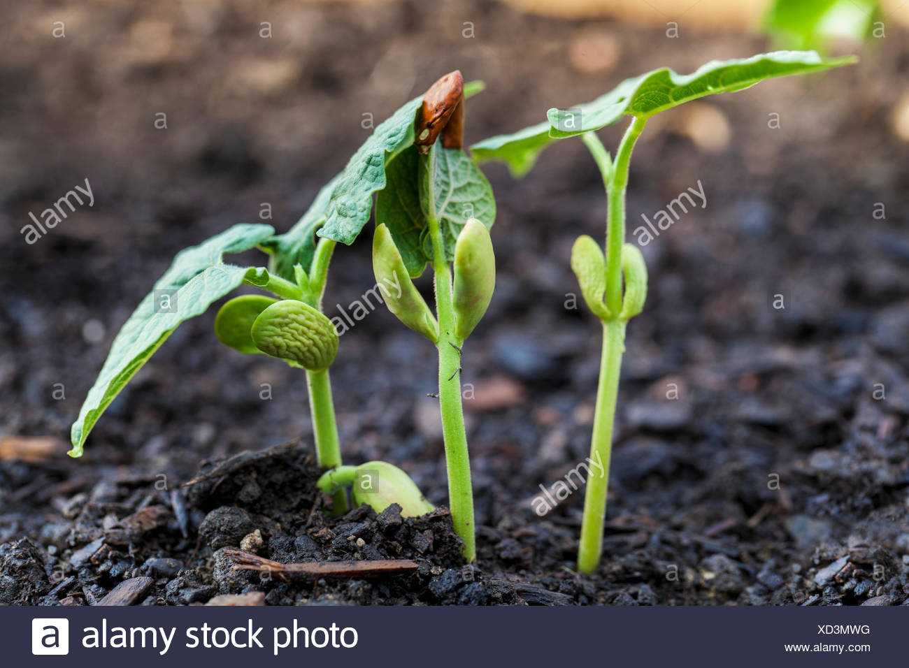 Seedling Cotyledons First True Leaves High Resolution Stock Photography