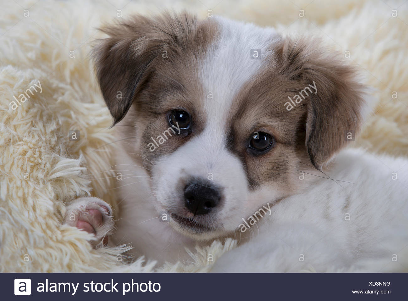 russell terrier mix