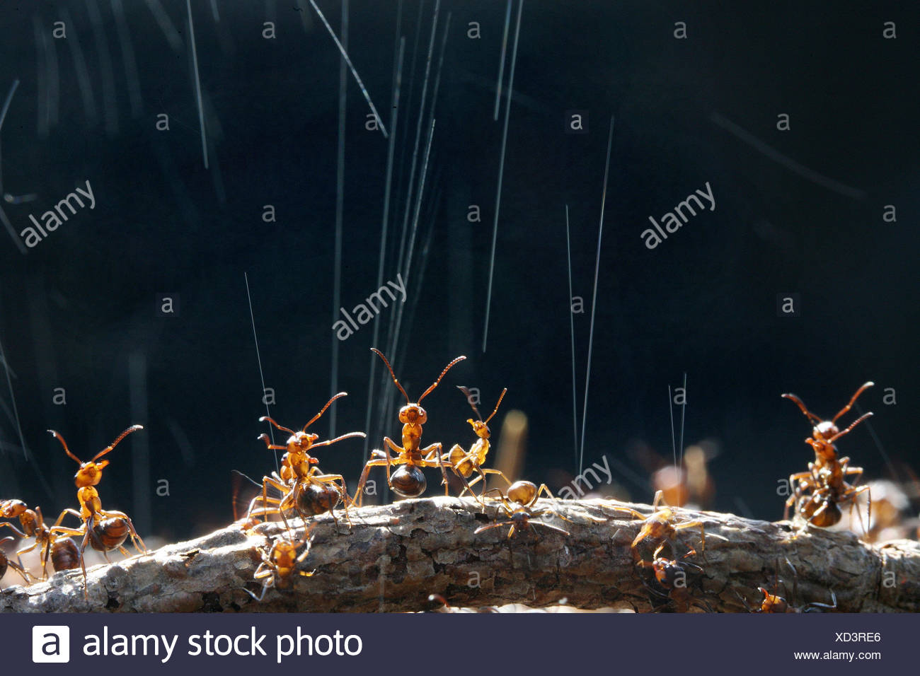 Ant Acid High Resolution Stock Photography and Images Alamy