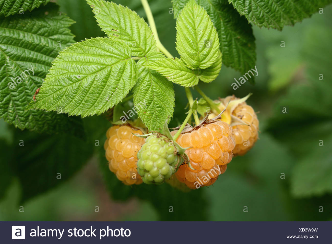 Yellow Raspberries High Resolution Stock Photography and Images Alamy