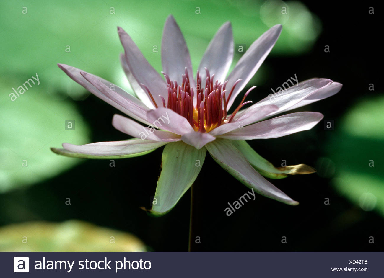 Egyptian Water Lilies High Resolution Stock Photography and Images - Alamy