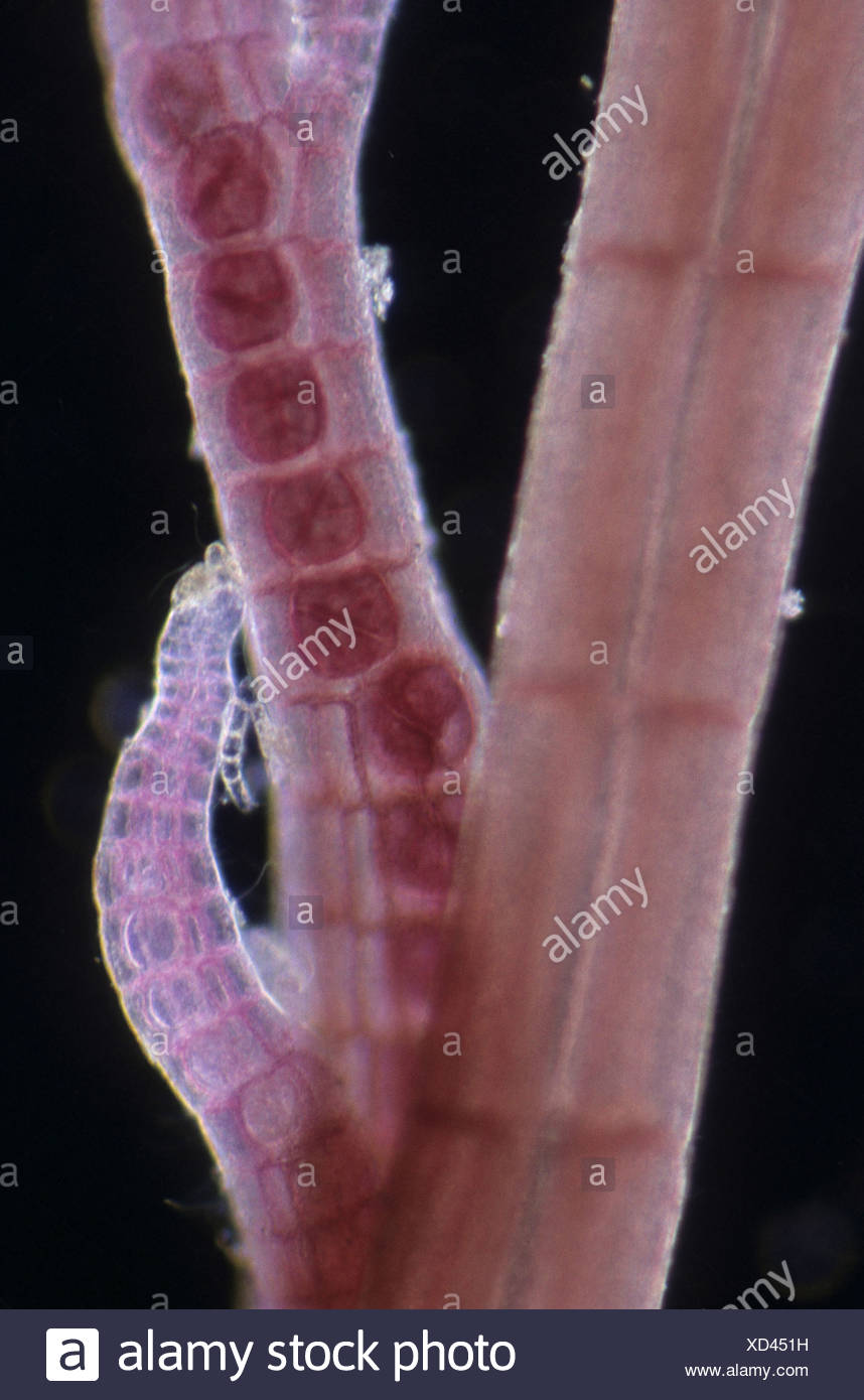 Seaweed Polysiphonia Urceolata Portion Of Plant With Tetraspores X43 Cornwall England Stock Photo Alamy