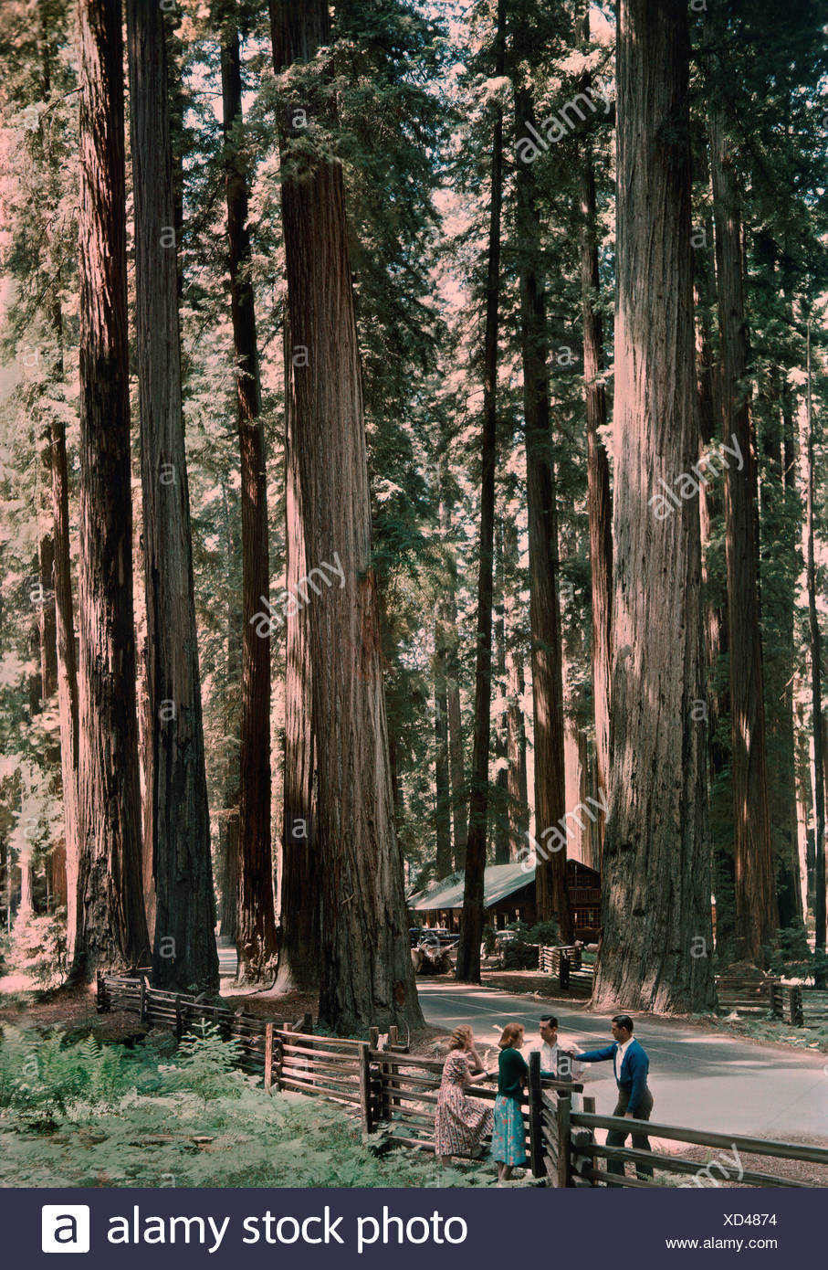 A Cabin And Tourists Stand At The Base Of A Grove Of Giant