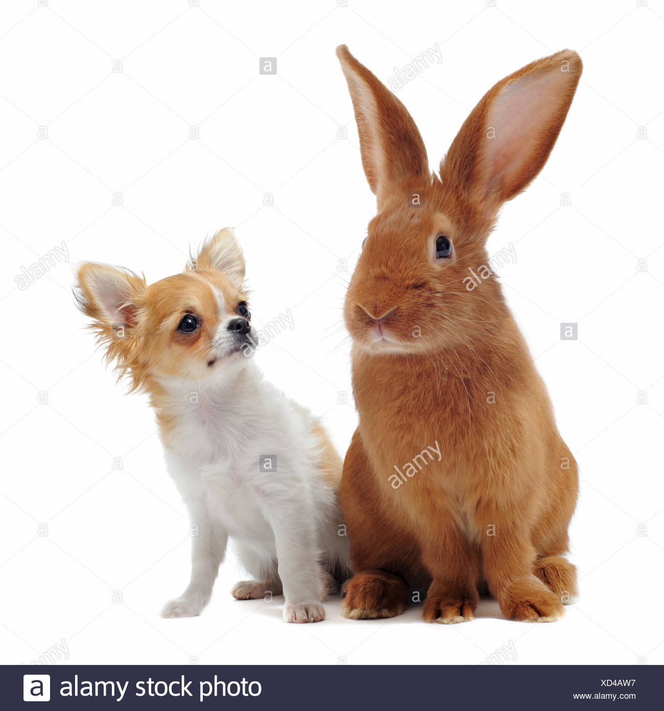 dog and bunny