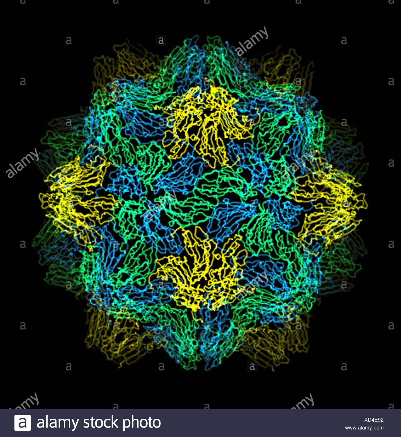 Turnip Yellow Mosaic Virus High Resolution Stock Photography and Images
