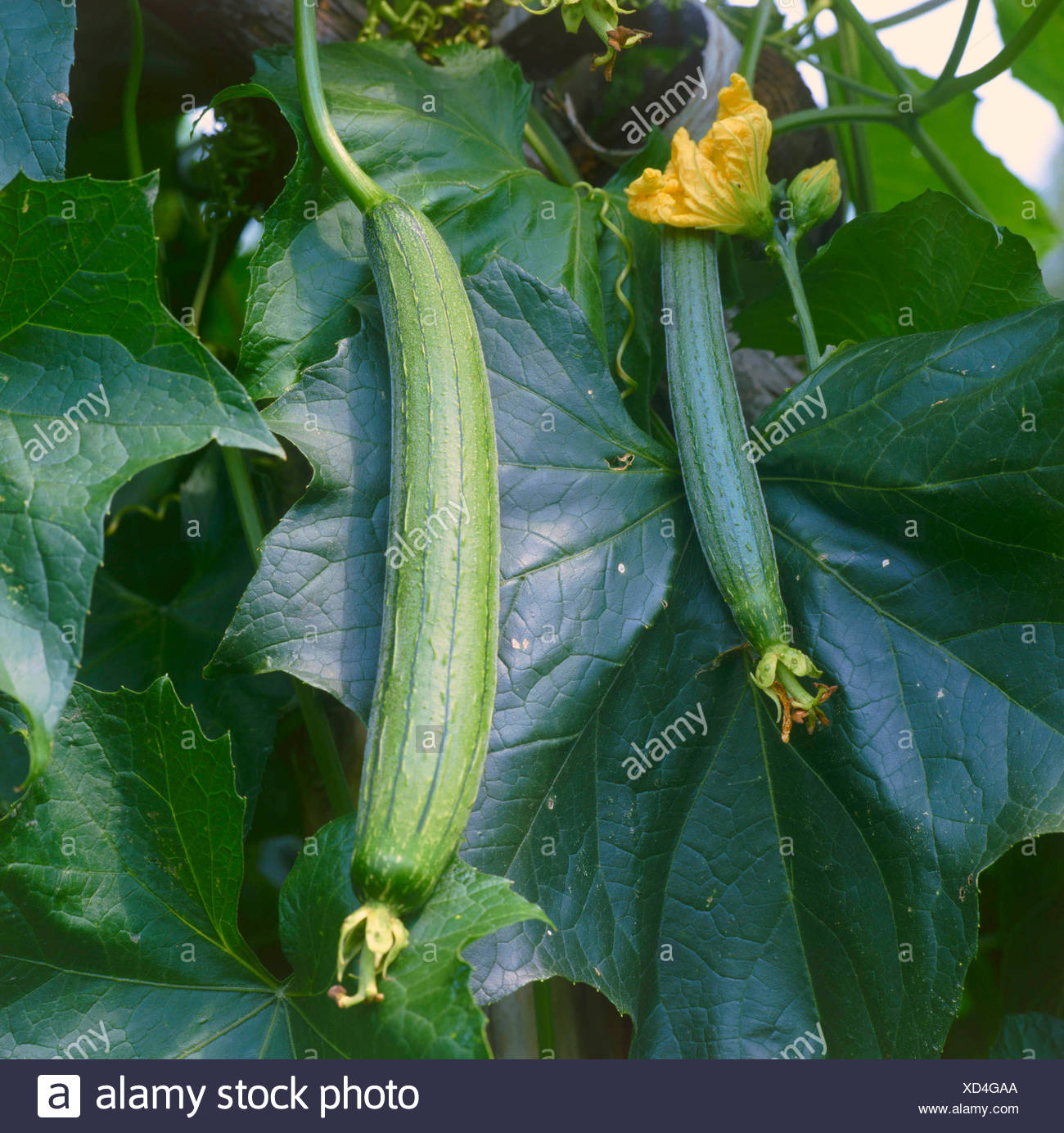 Luffa Cylindrica High Resolution Stock Photography and Images - Alamy