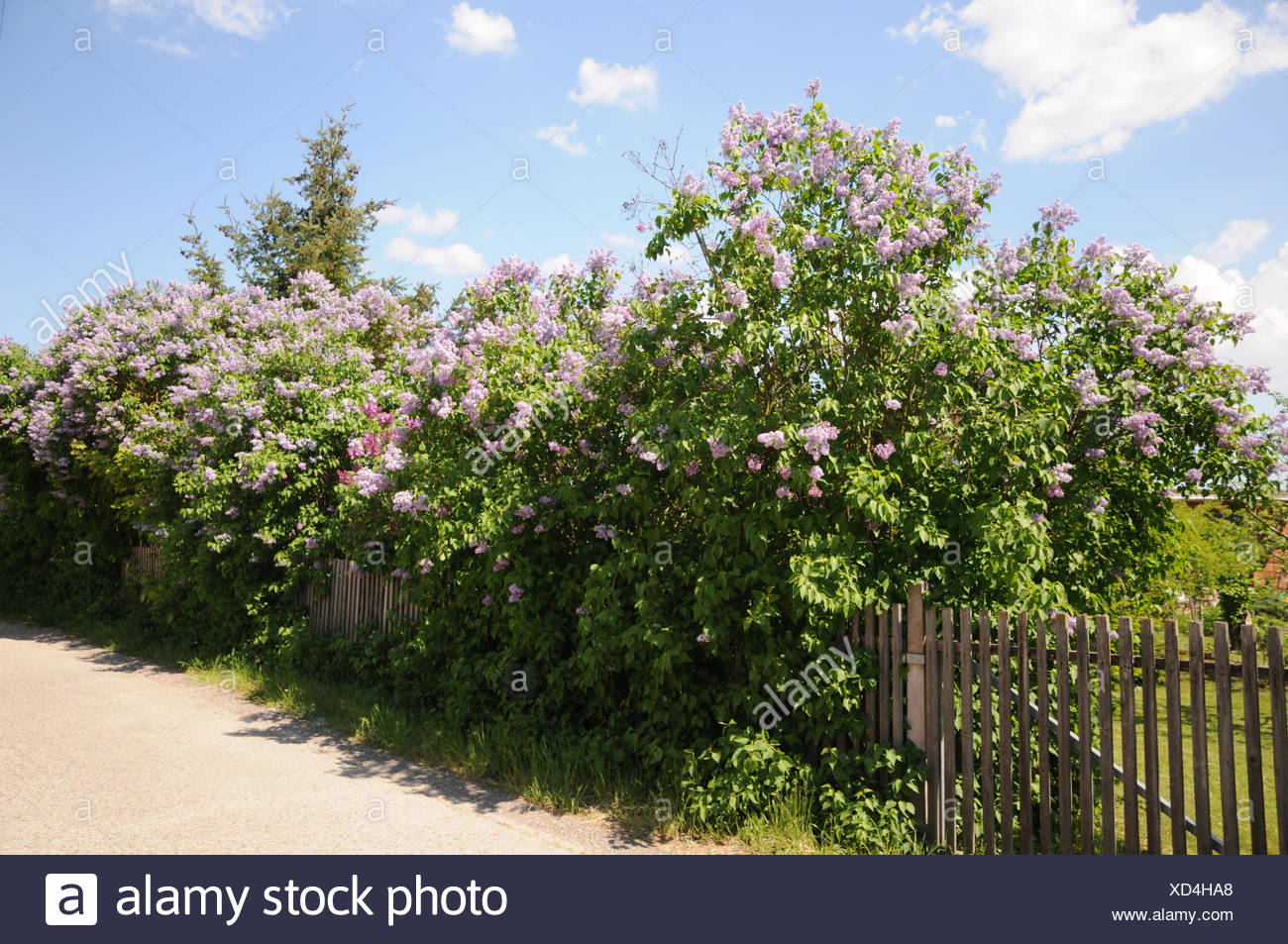 Un Jardin Des Fleurs Gros Doute Sur Mon Nouveau Lilas Et Premier