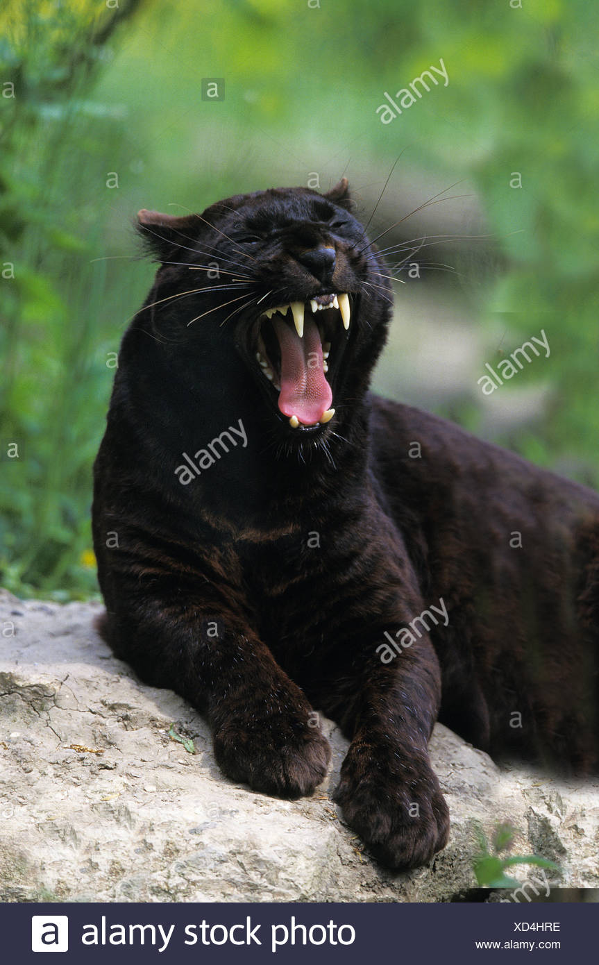 Black Panther Teeth High Resolution Stock Photography and Images Alamy