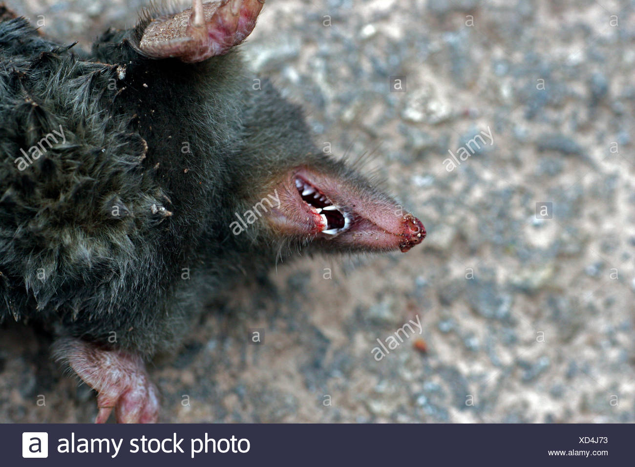 European mole (Talpa europaea), insectivore teeth Stock