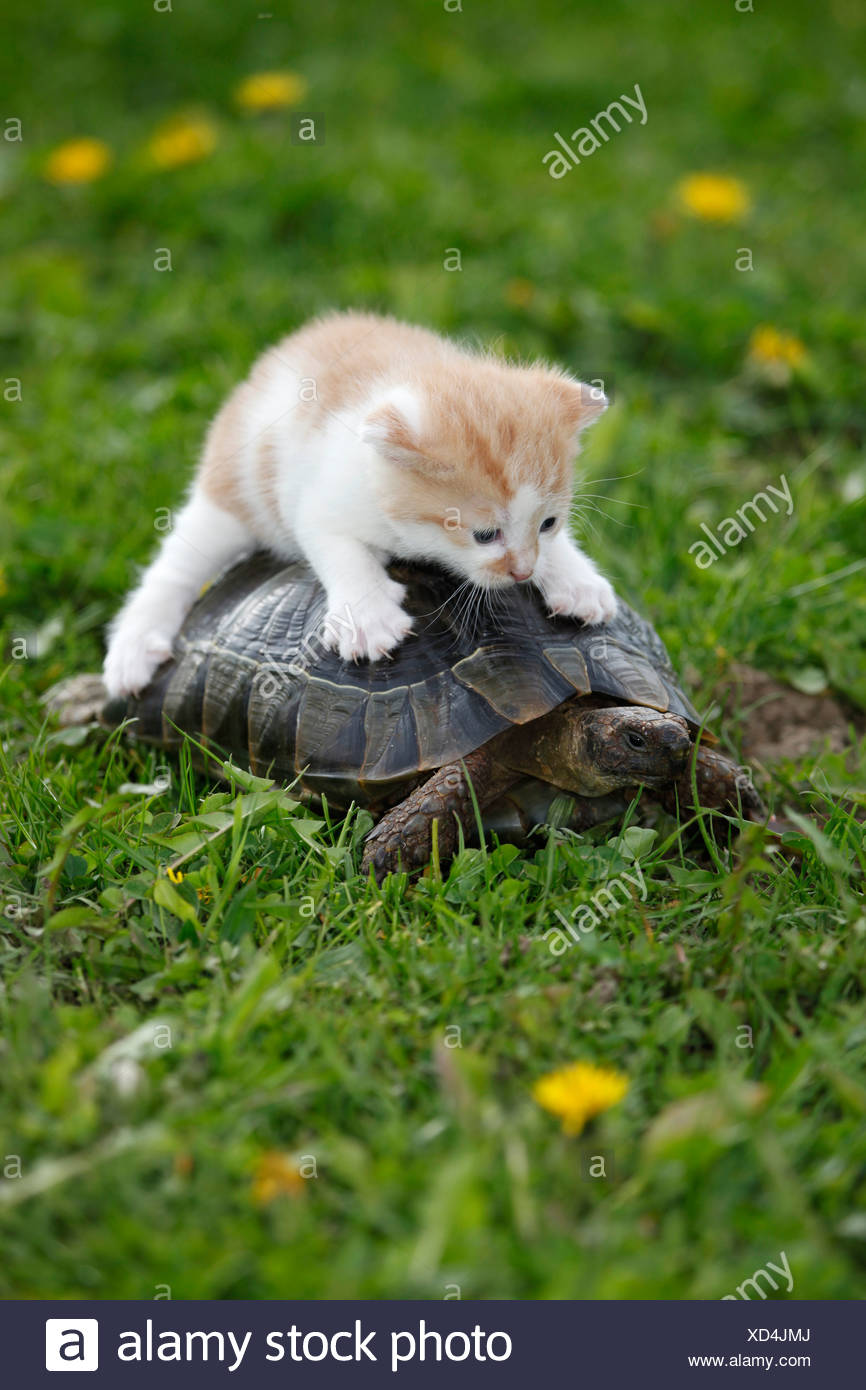 cat riding tortoise
