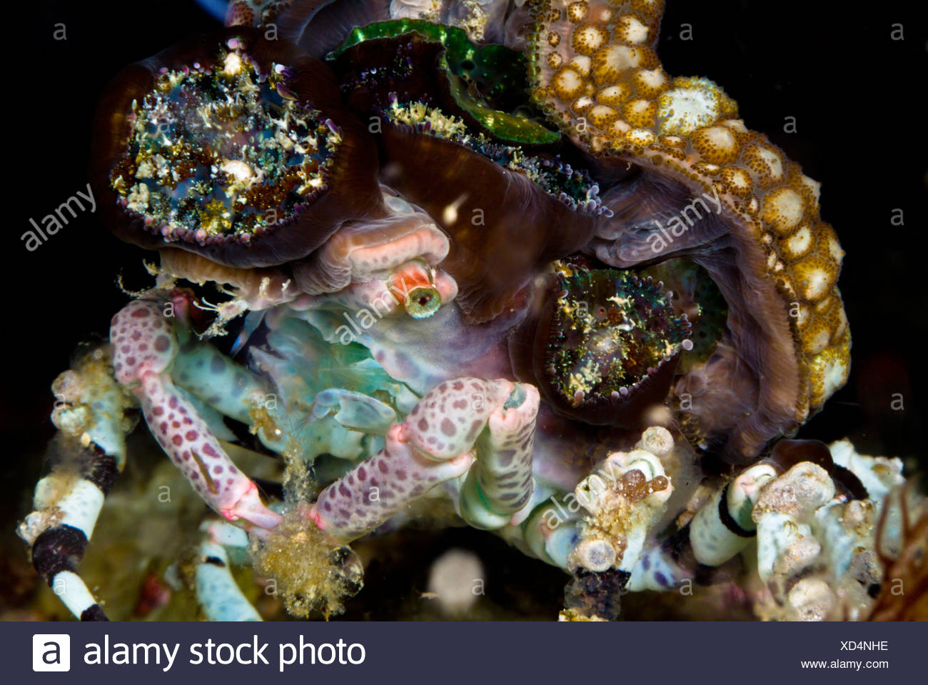 Underwater Life Decorator Spider Crab Cyclocoeloma