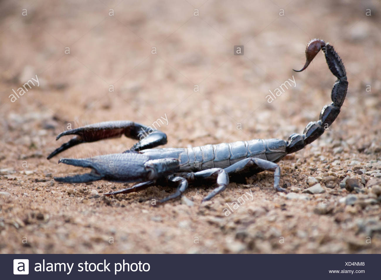 Scorpion Pincers Stock Photos & Scorpion Pincers Stock Images - Alamy