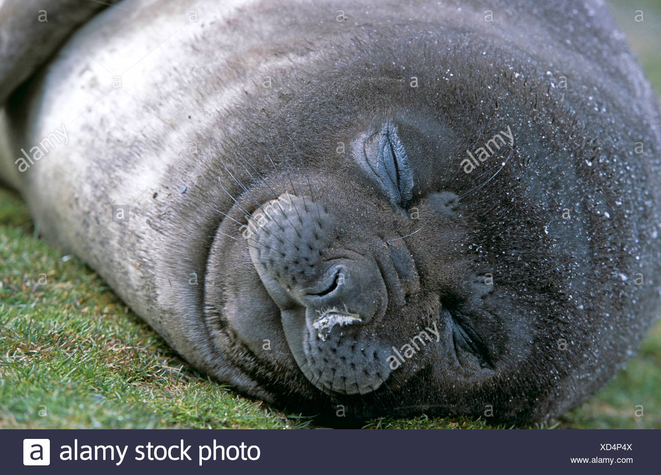 Elephant Seal Cute High Resolution Stock Photography And Images