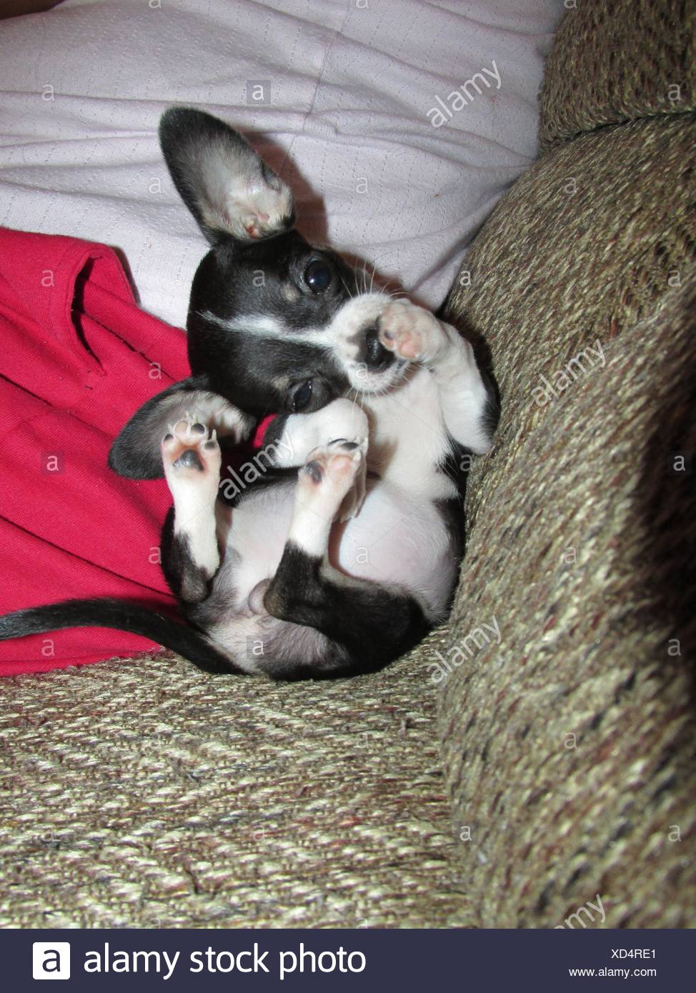 silly puppy pictures