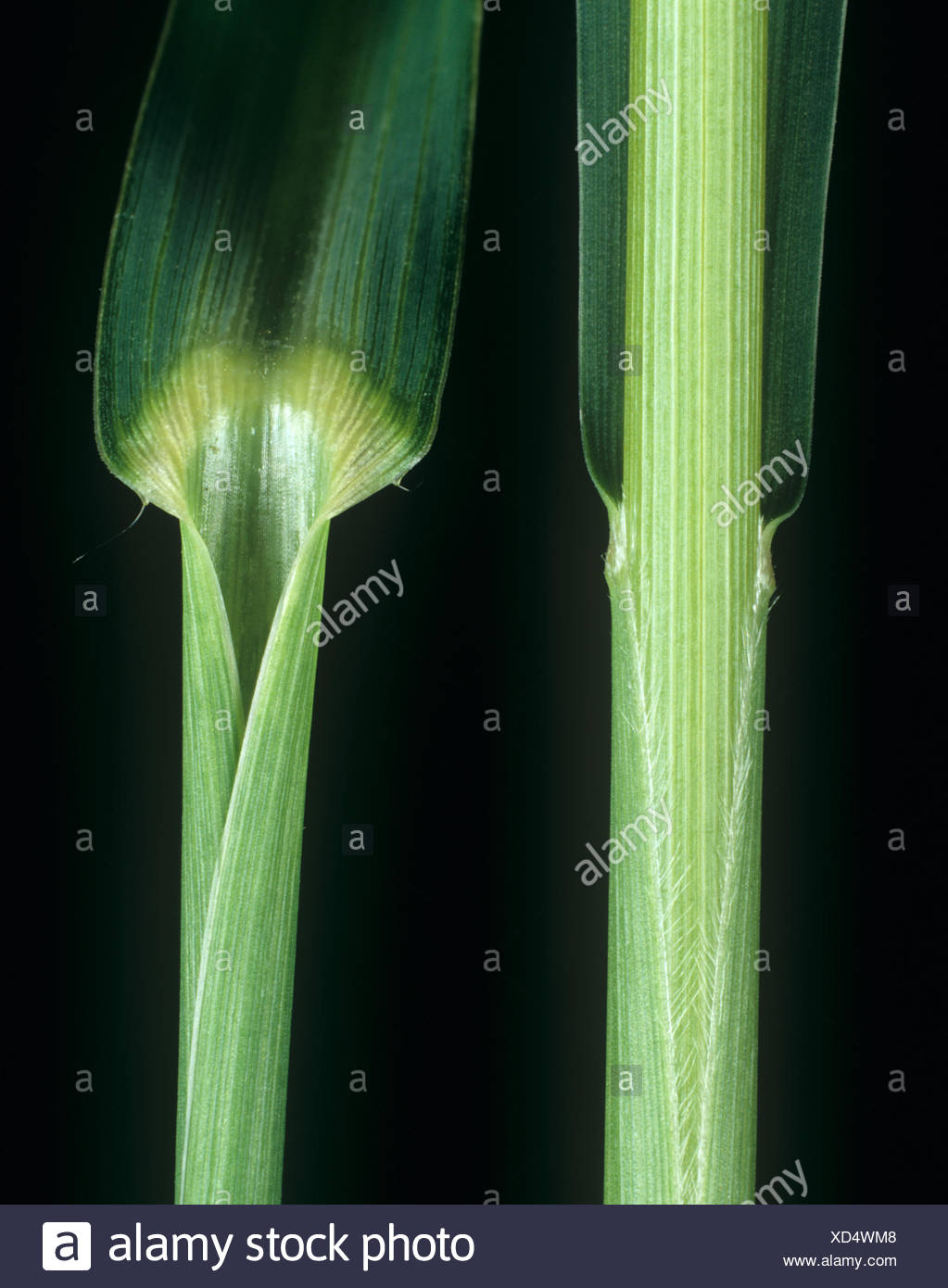 Rice Grasses High Resolution Stock Photography and Images - Alamy