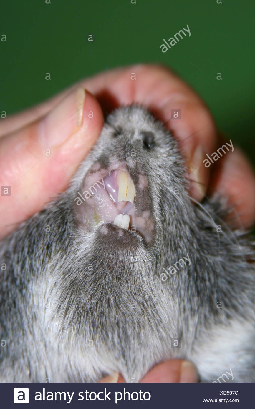 Guinea Pig Teeth Stock Photos & Guinea Pig Teeth Stock Images Alamy