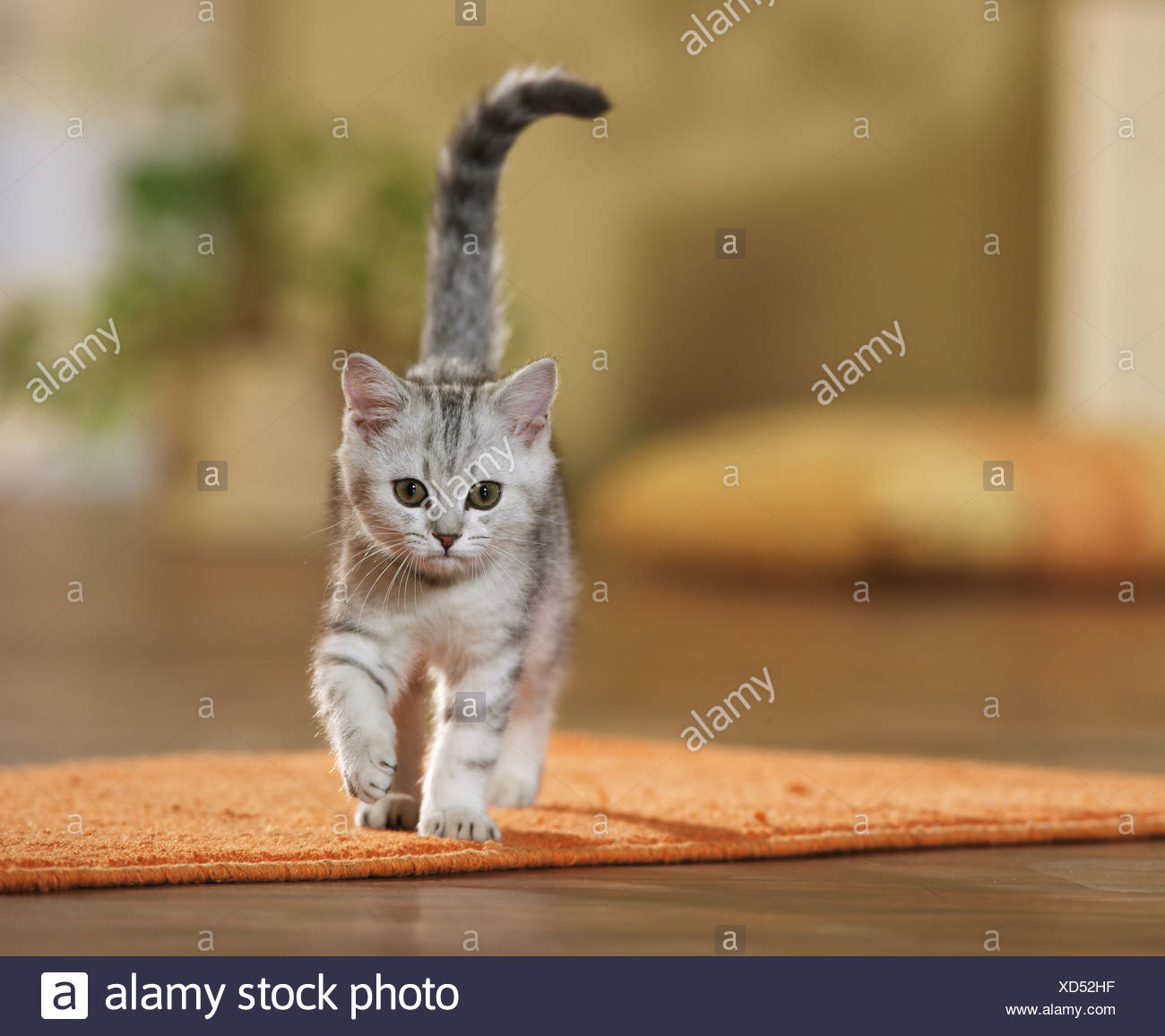 British Shorthair Tabby Kitten Walking In A Room Stock Photo