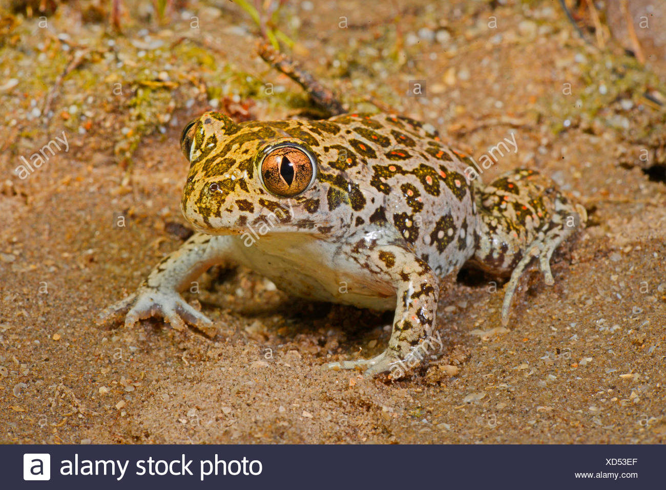 Eastern European spadefoot, Syrian spadefoot (Pelobates syriacus), beautiful patterned Syrian spadefoot, Romania, Dobrudscha, Donaudelta, Donau-Delta, Vadu Stock Photo