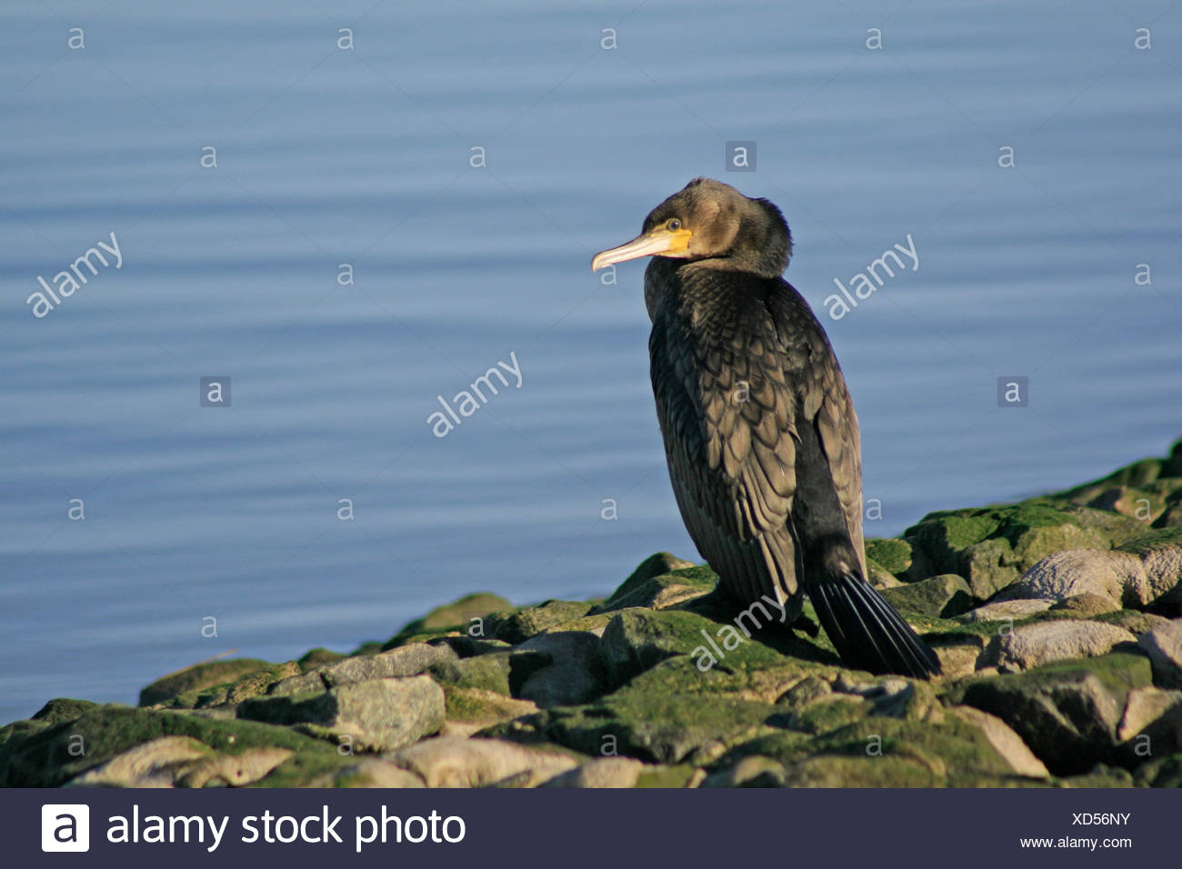 bird birds cormorant migrant birds of passage bird birds beak plumage migrant Stock Photo