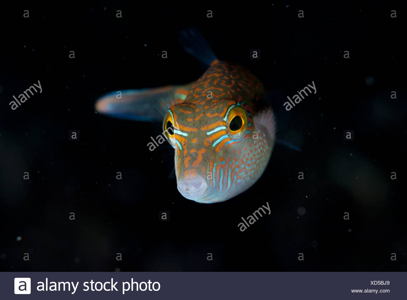 Whitebelly Toby (Canthigaster bennetti) adult, swimming, Lembeh Straits, Sulawesi, Sunda Islands, Indonesia Stock Photo