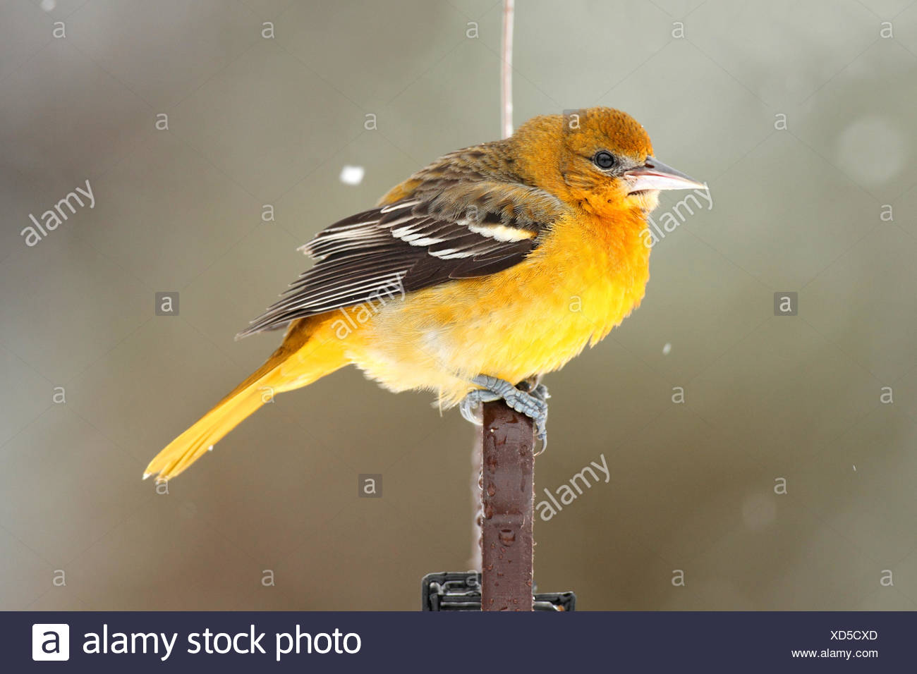 Young Baltimore Oriole High Resolution Stock Photography And Images Alamy