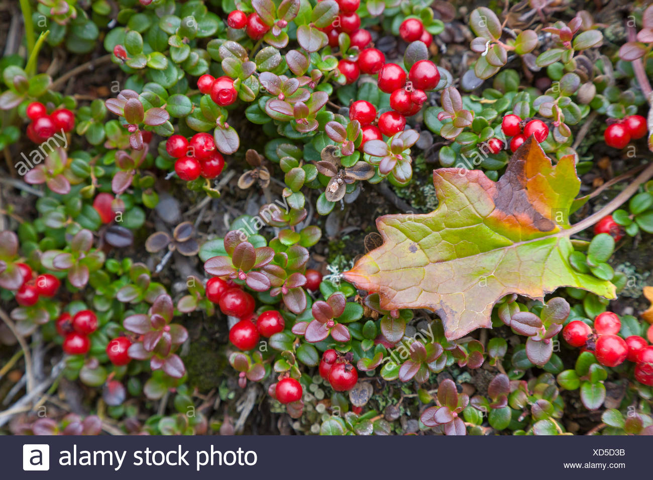 Low Bush Cranberry High Resolution Stock Photography and Images Alamy