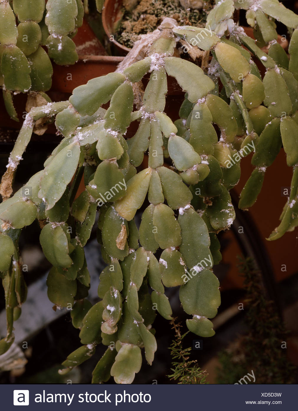 Mealy Bugs High Resolution Stock Photography and Images - Alamy