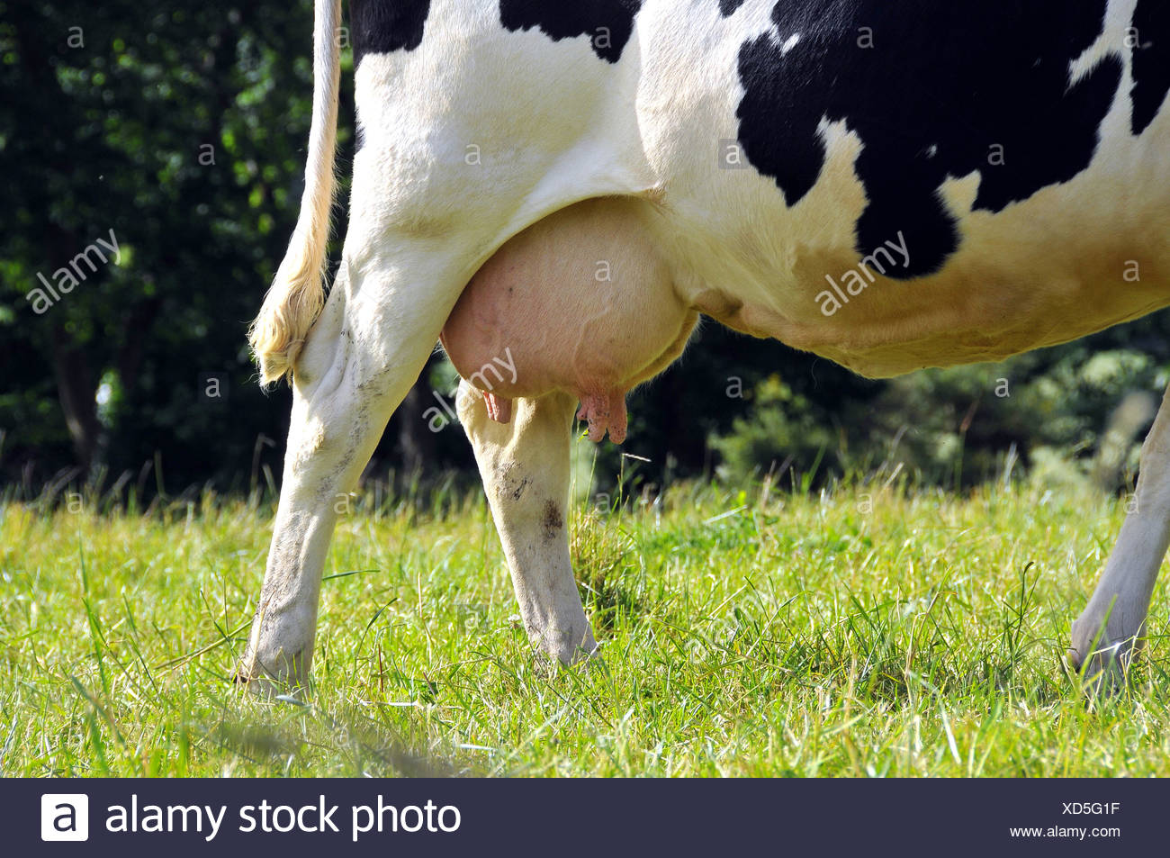 Cow Udder Stock Photos & Cow Udder Stock Images Alamy