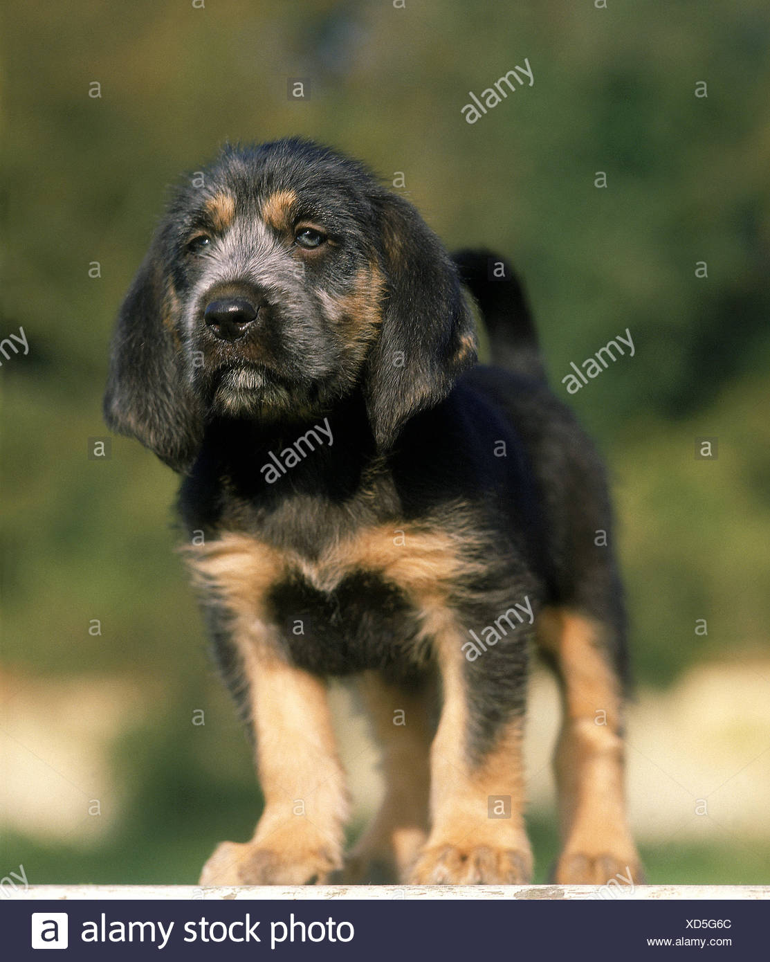 Griffon Nivernais Dog Pup Stock Photo Alamy