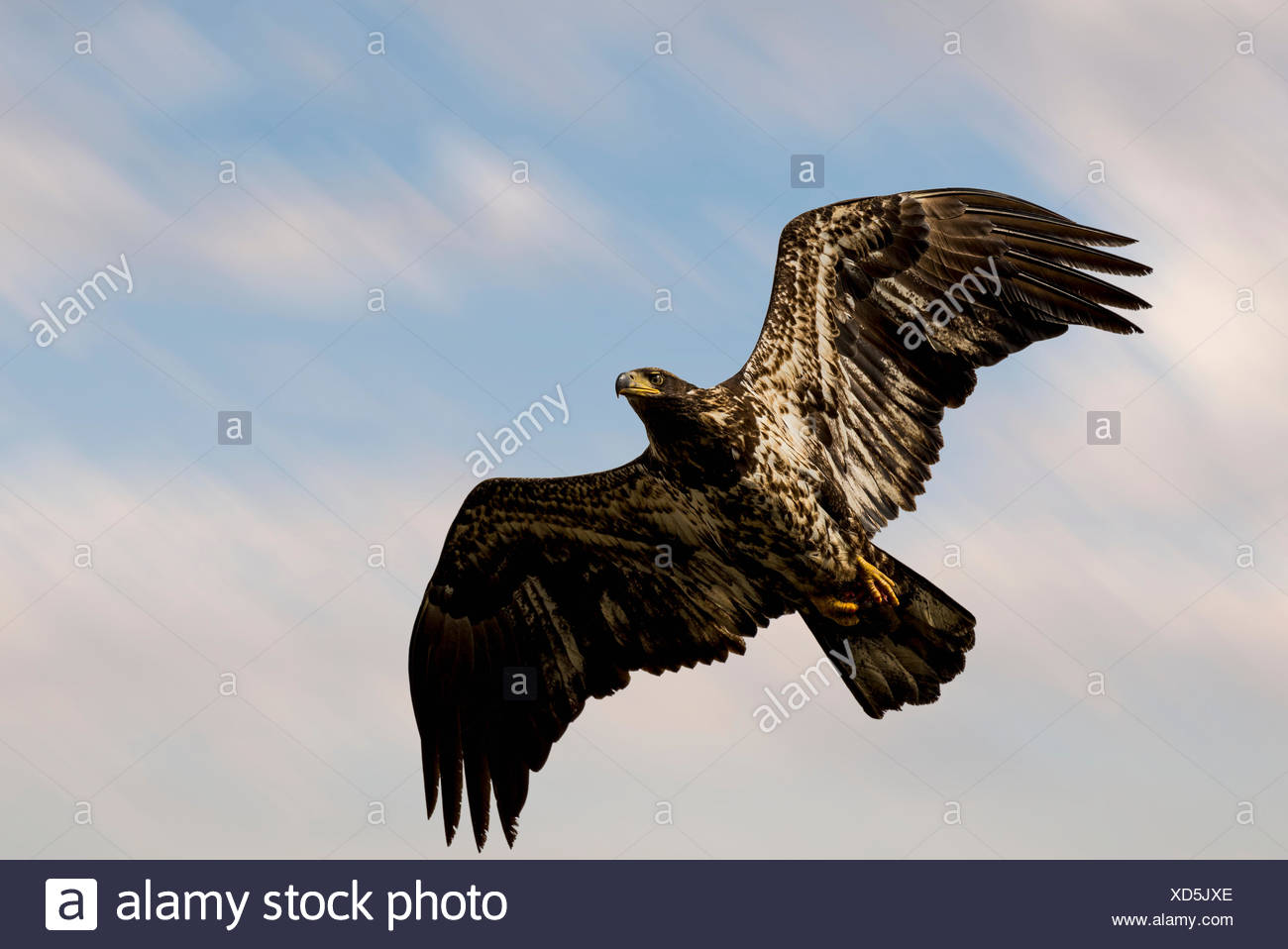 Pitt Meadows Day Stock Photos Pitt Meadows Day Stock