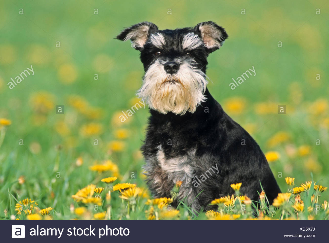 black and silver miniature schnauzer