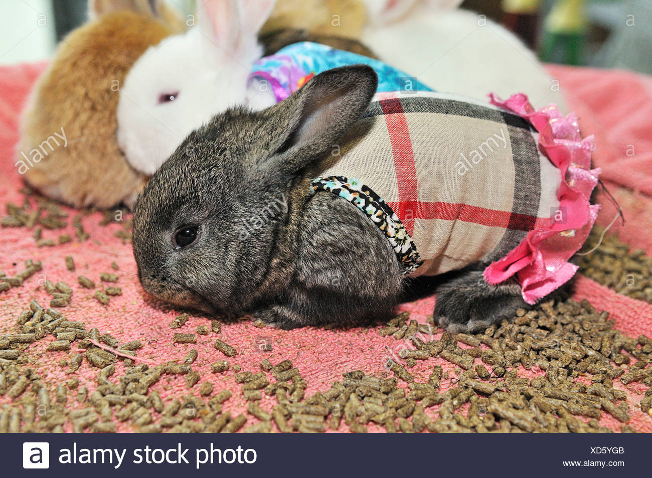 Rabbit wearing a Burberry-dress, Souq Al Waqif, Doha, Qatar, United Arab  Emirates, Middle East Stock Photo - Alamy