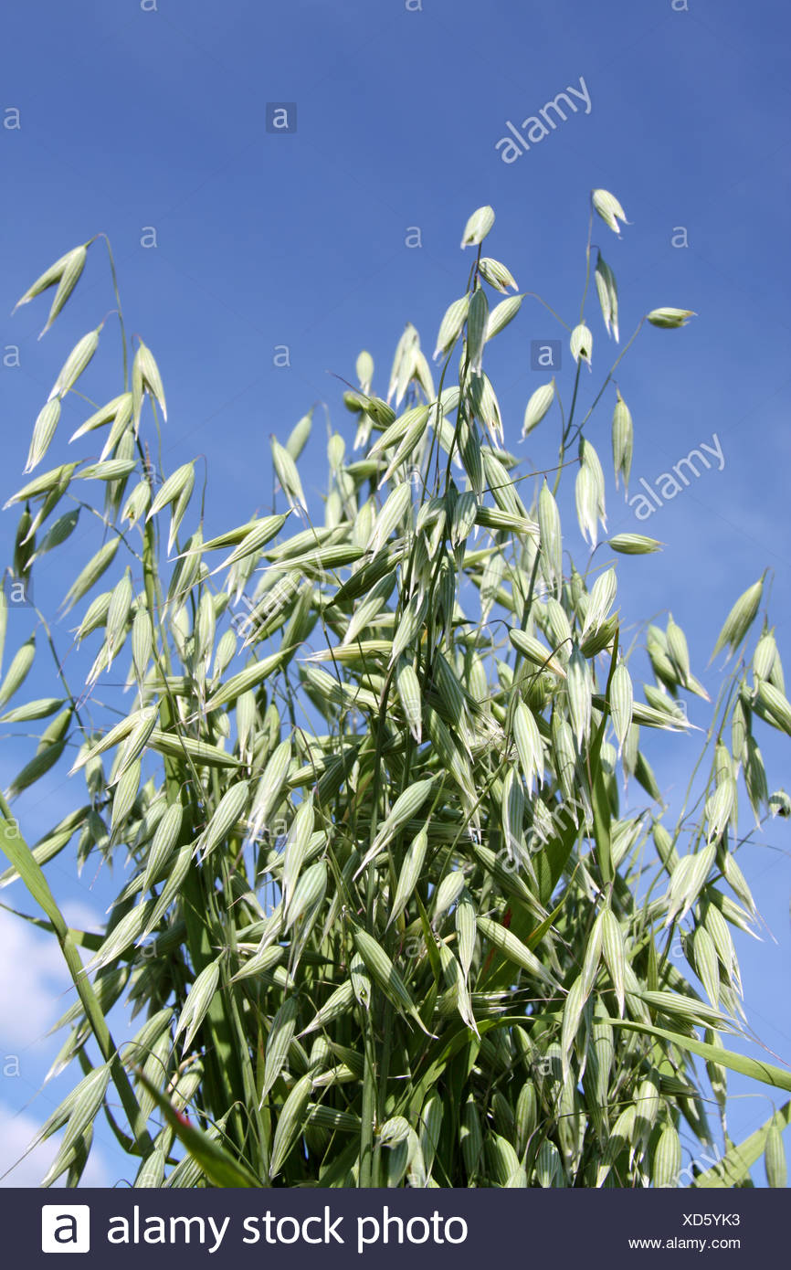 Haferpflanze High Resolution Stock Photography And Images Alamy