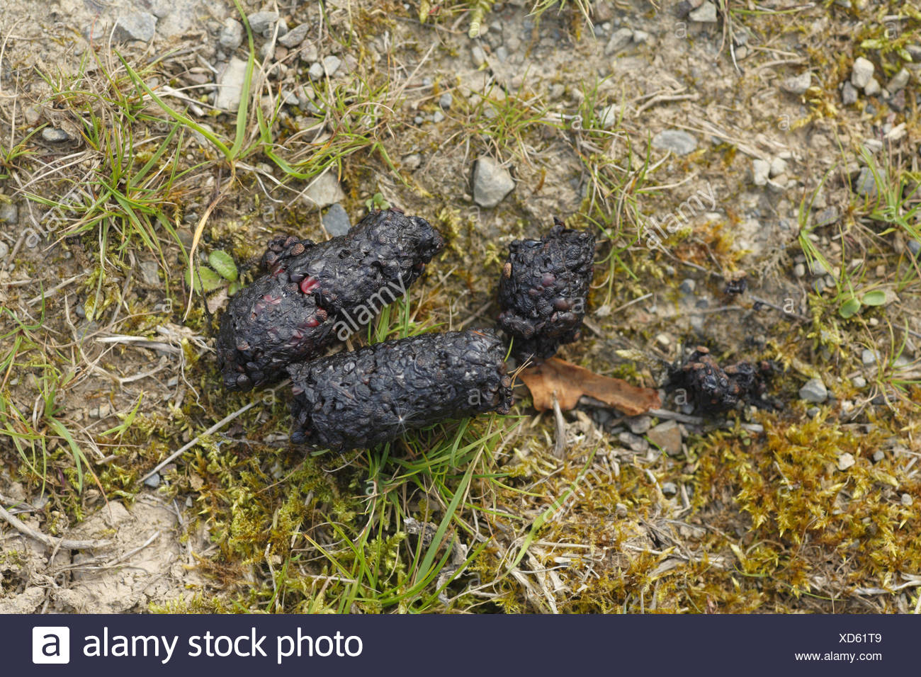 Fox Poo Faeces Stock Photos & Fox Poo Faeces Stock Images Alamy