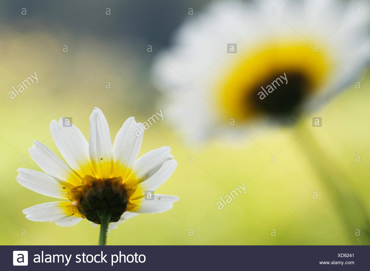 Spanish Crown High Resolution Stock Photography and Images Alamy