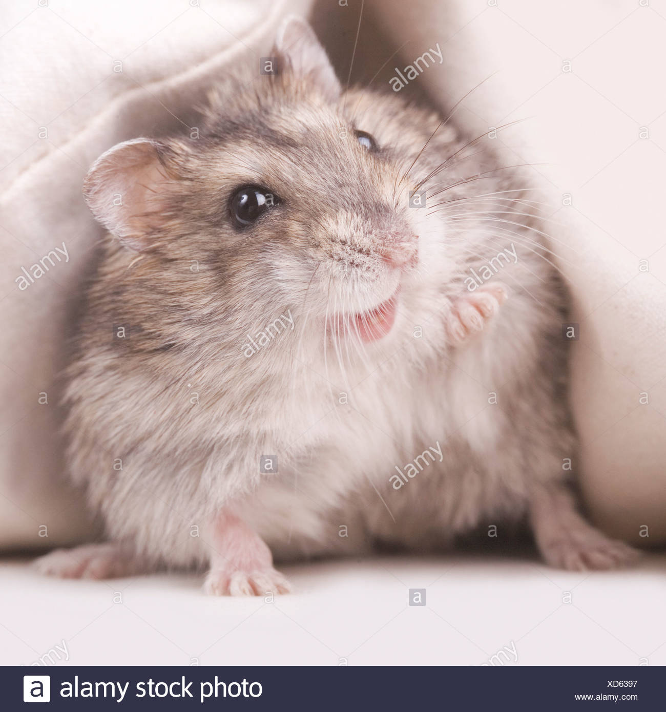 cheeky hamster for sale