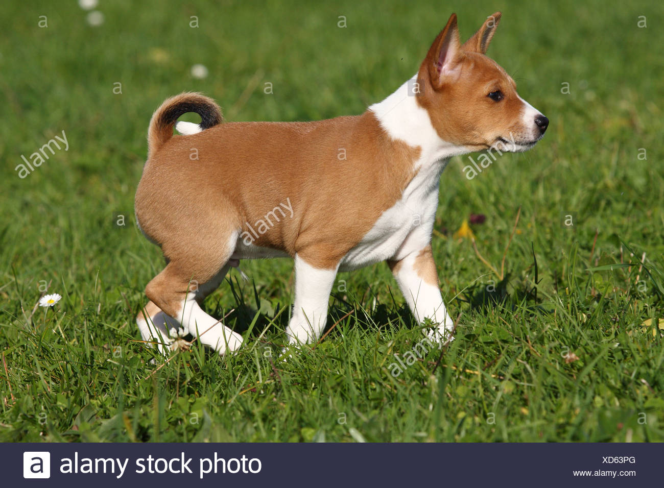 long haired basenji