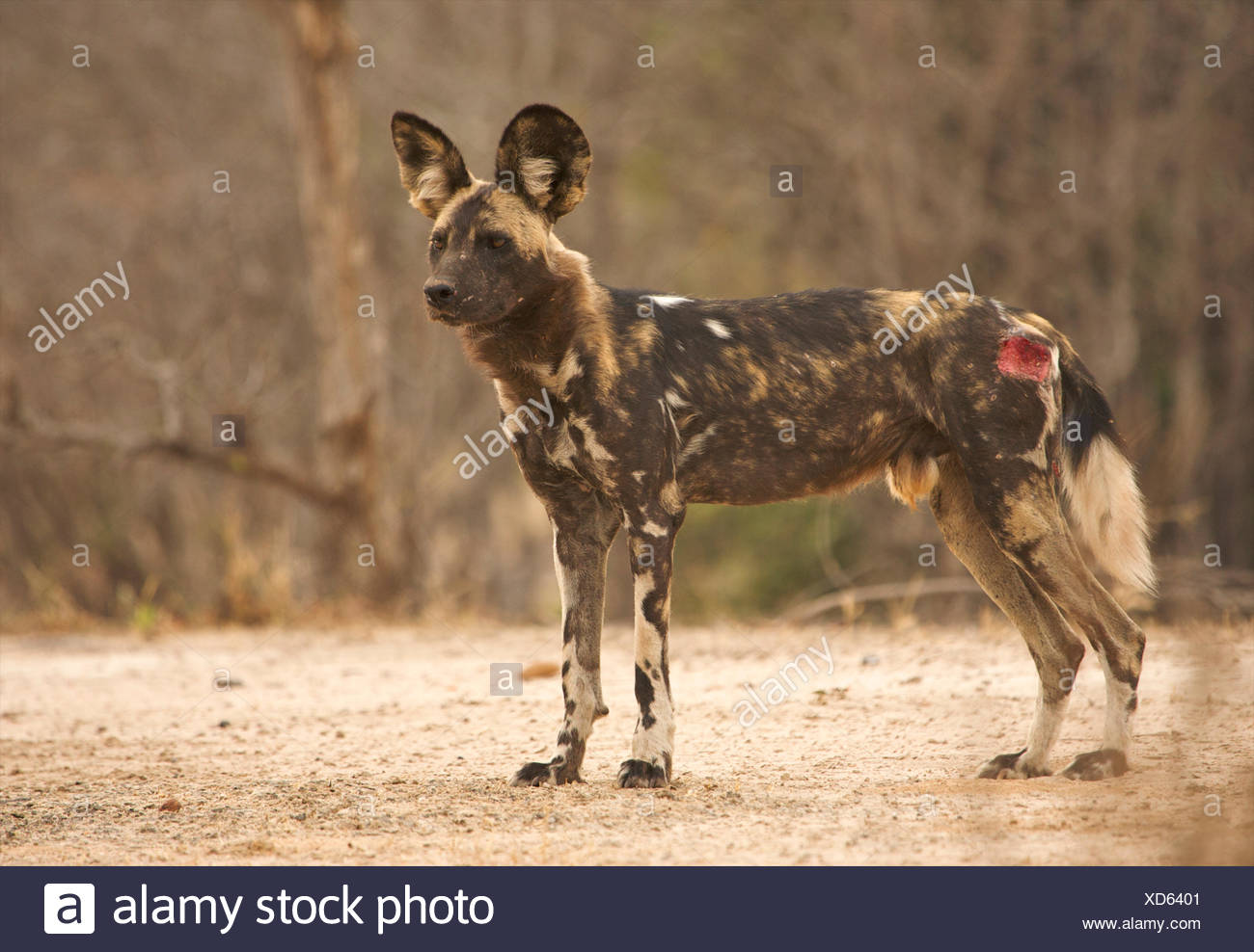 Image result for injured  wilddogs