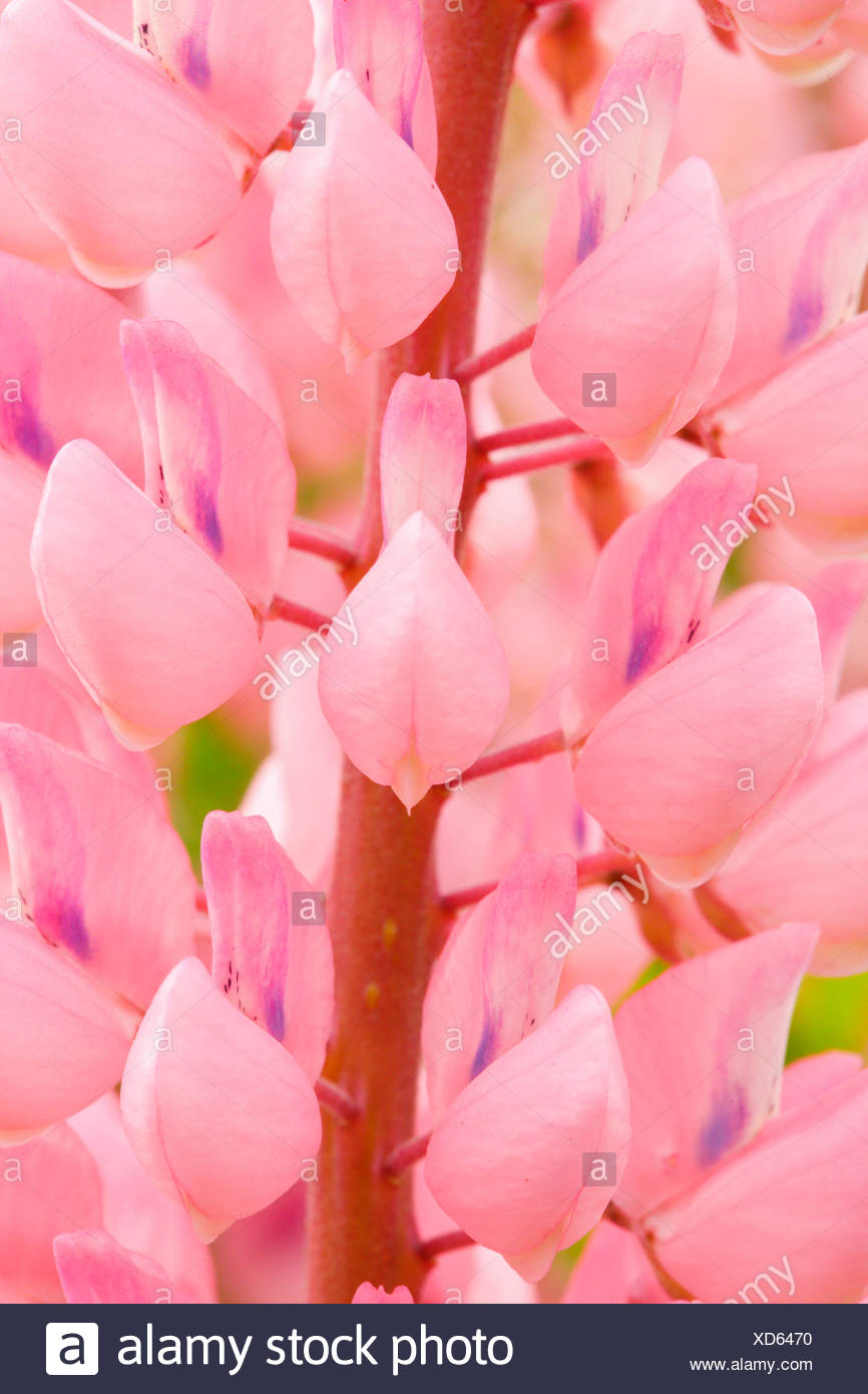 large leaved lupin, Lupinus polyphyllus, Switzerland Stock Photo