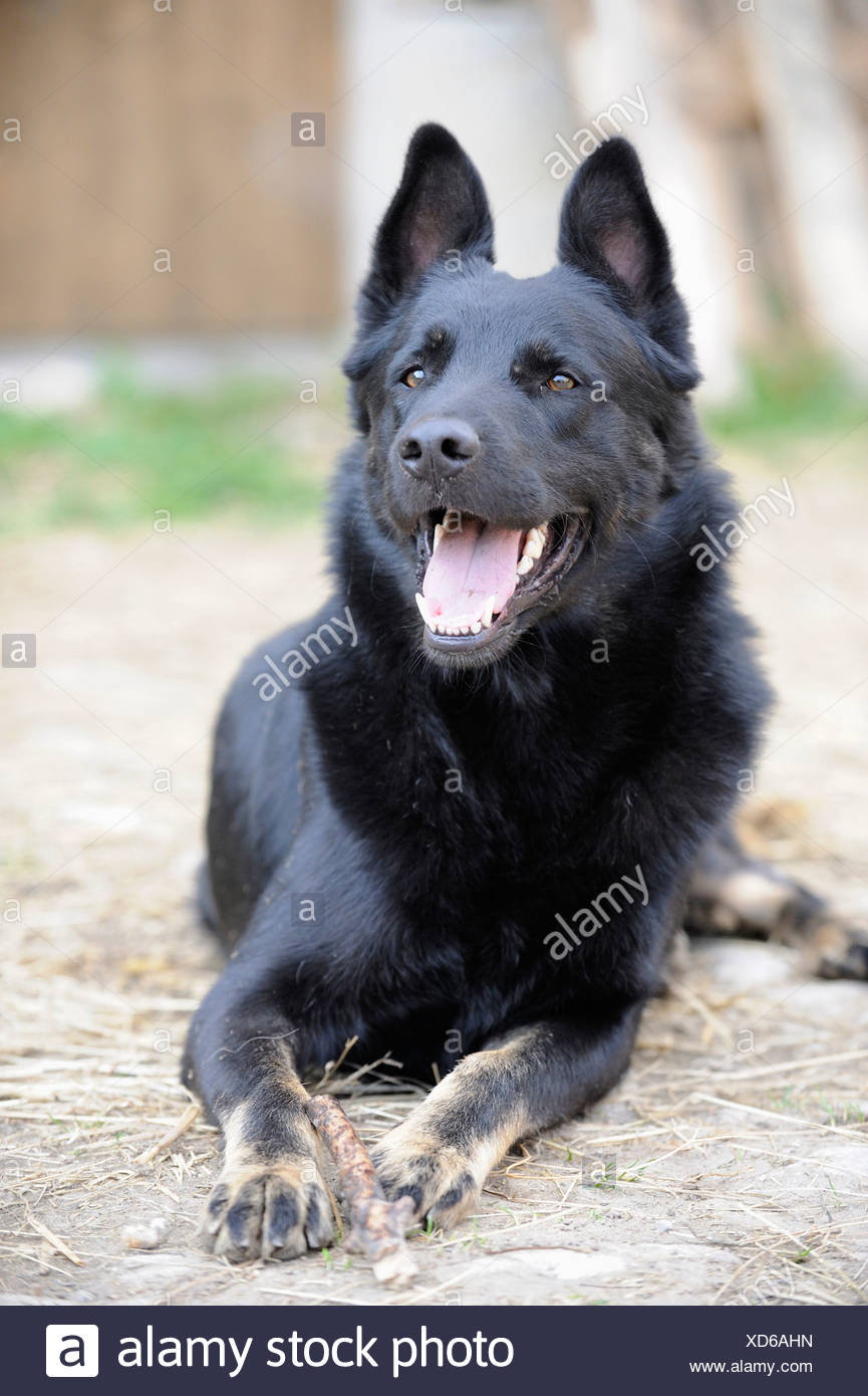 Black Dog Lying Down Stock Photos & Black Dog Lying Down Stock Images