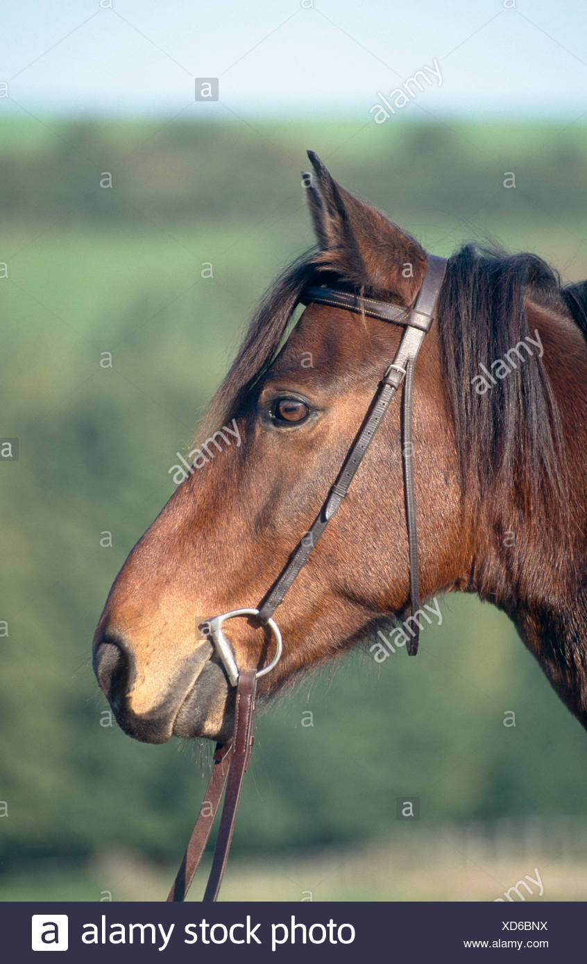 Kabarda High Resolution Stock Photography and Images Alamy