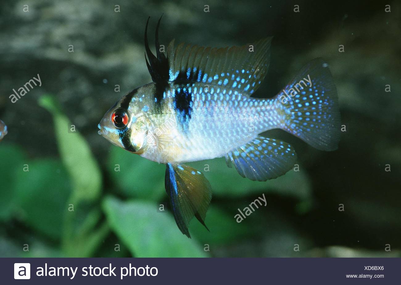 Ramirezs Dwarf Cichlid Ramirezi Ram High Resolution Stock Photography ...