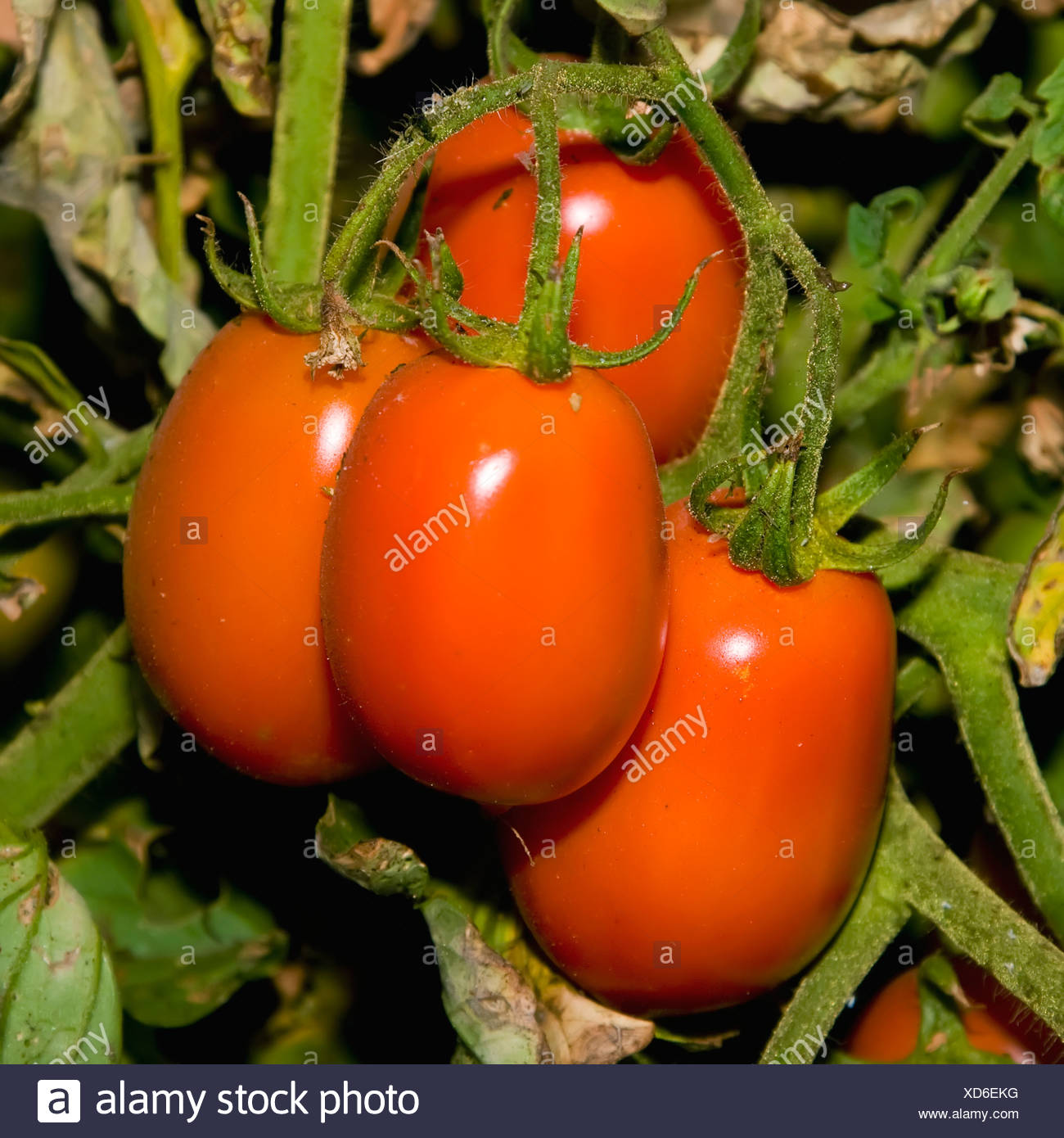 Mature Processing Tomatoes Stock Photos Mature Processing Tomatoes Mature processing tomatoes stock photos mature processing tomatoes