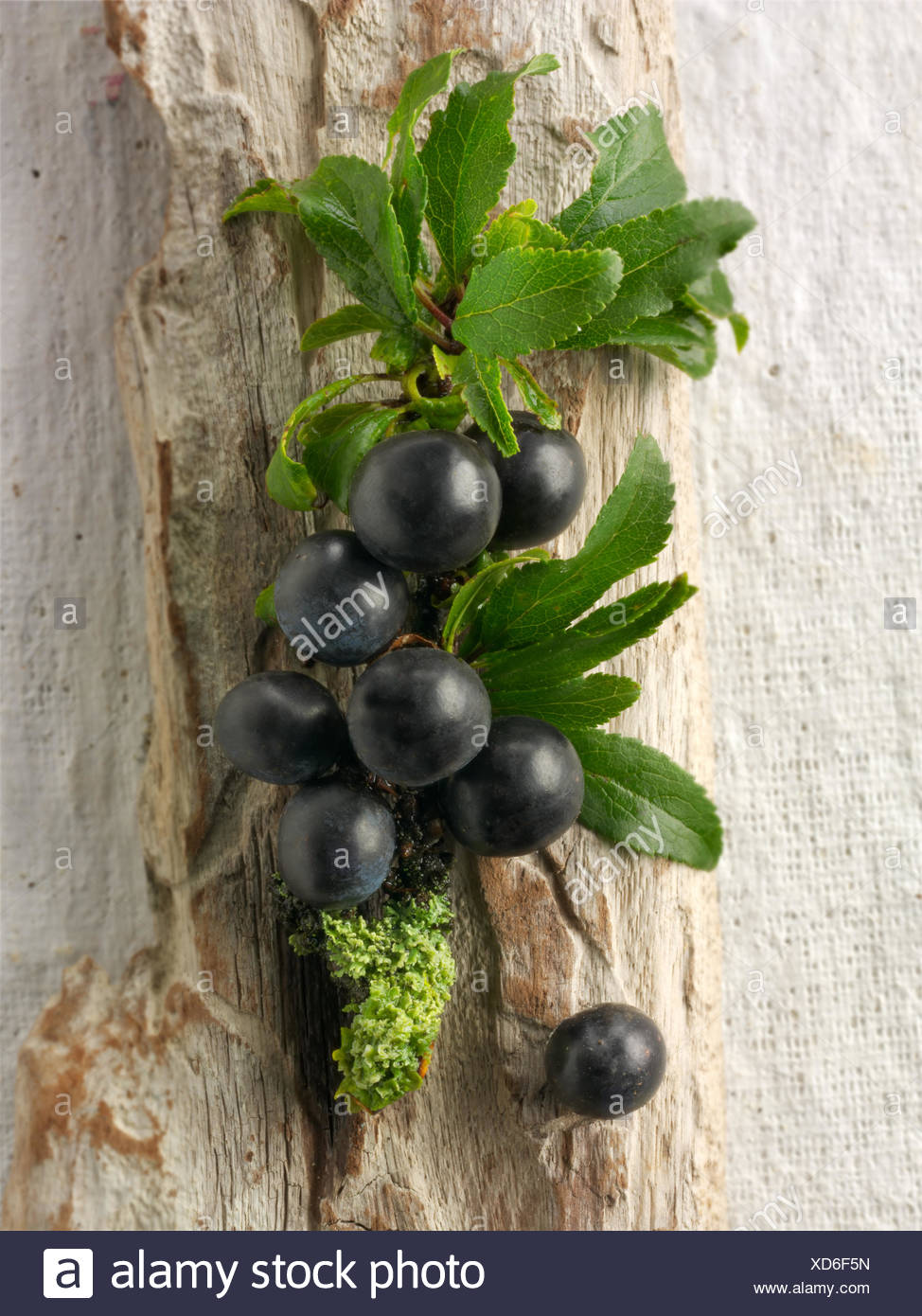 Sloe Berries High Resolution Stock Photography and Images Alamy