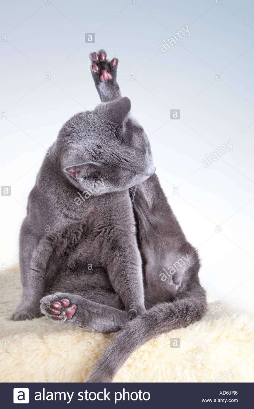 Cat Catlick Chartreux Cat British Shorthair Stock Photo 283502890
