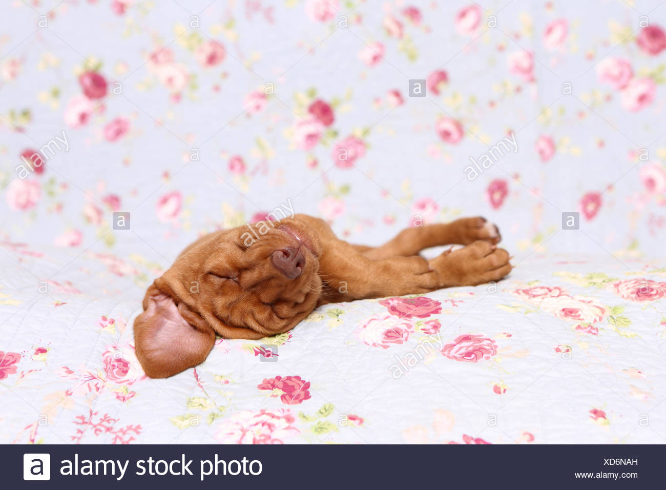 Télécharger gratuitement Images Sleeping Dog Funny Humour Stock Photos Sleeping Dog Funny Humour actualisé par