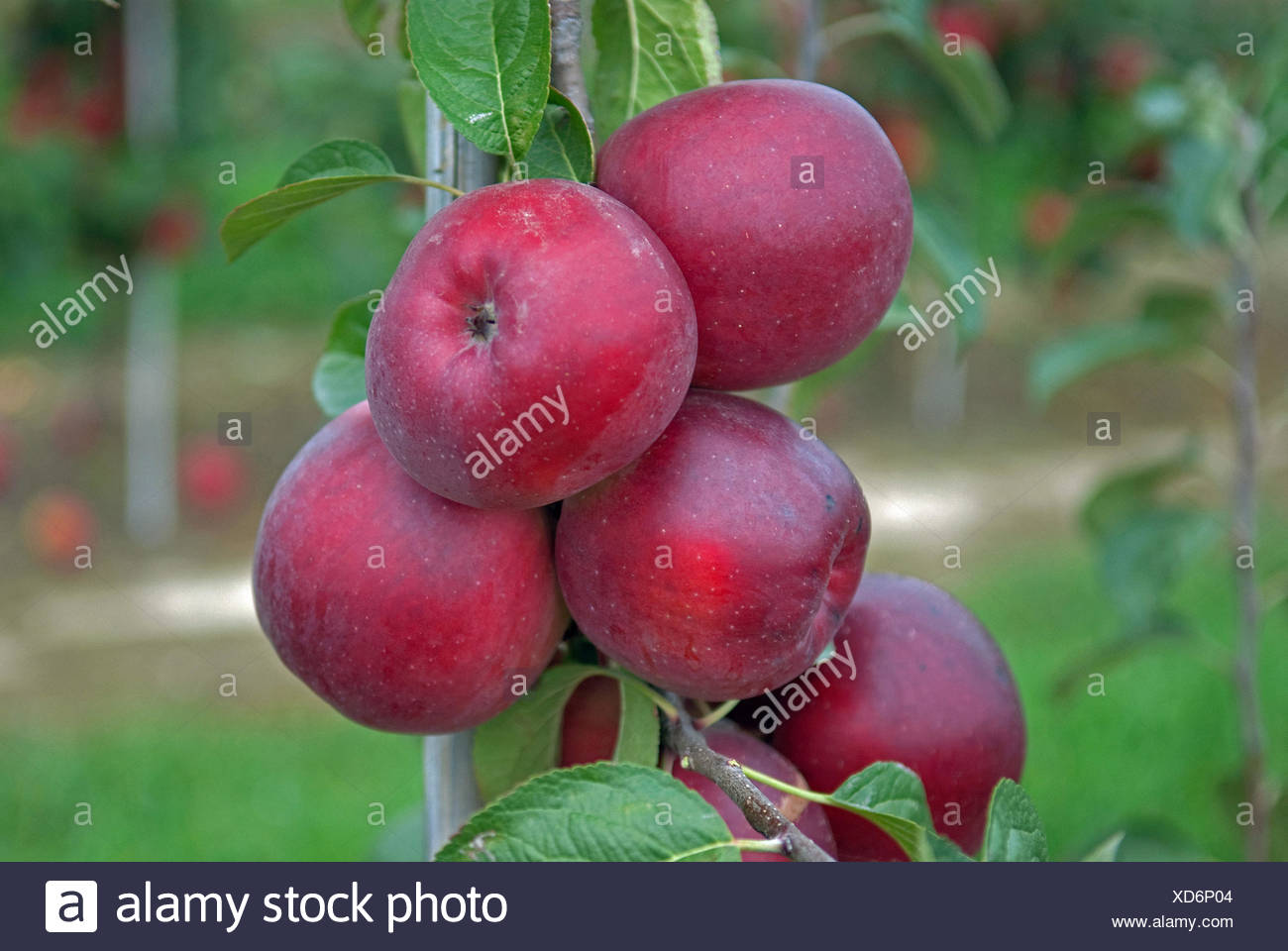 apple tree malus domestica enterprise malus domestica enterprise enterprise apples